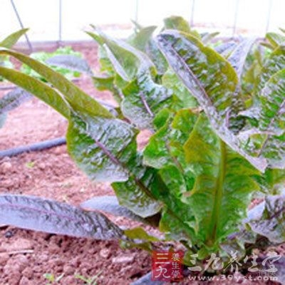 豆豉鲮鱼油麦菜