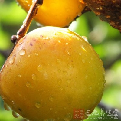 杏子具有“治心中冷热，止渴定喘，解瘟疫。”之功效