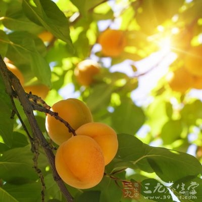 杏子含有大量的微量元素