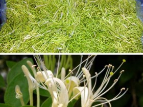 伪膜性肠炎中医治疗医案