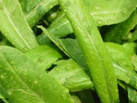 油麦菜的营养价值，功效与作用，油麦菜的做法大全