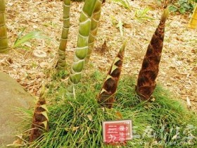 竹笋的营养价值，竹笋的做法大全，竹笋怎么做好吃