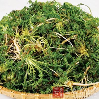 荠菜含有丰富的胡萝卜素