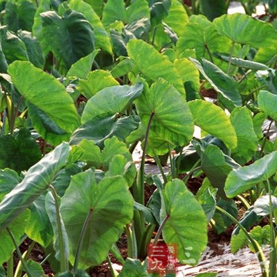 芋头为碱性食品，能中和体内积存的酸性物质，调整人体的酸碱平衡