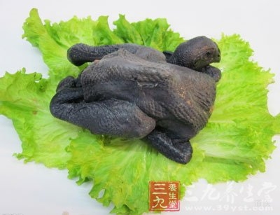 乌骨鸡用于食疗，多与银耳、黑木耳、茯苓、山药、红枣、冬虫夏草、莲子、天麻、芡实、糯米或枸杞子配伍