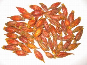 胃脘痛中医辨证论治：名老中医治疗胃脘痛一例