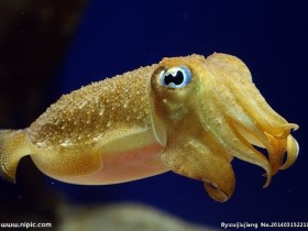 乌贼的功效与作用，乌贼的营养价值，乌贼的做法