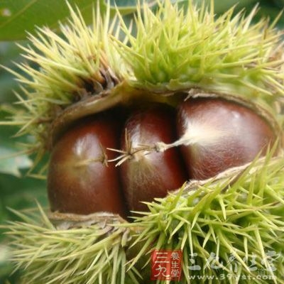 板栗是中国栽培最早的果树之一，已约有2000～3000年的栽培历史