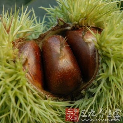 有人内寒，暴泄如注，令人煨栗二、三十板，顿愈