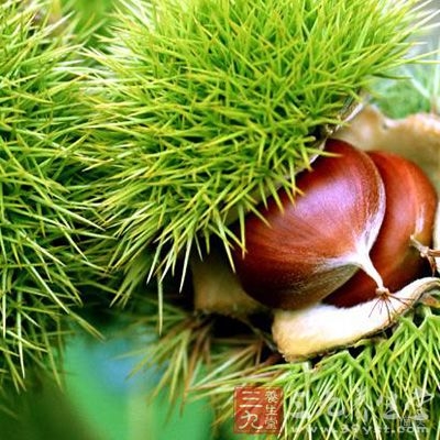 果中栗最有益，治腰脚宜生食之