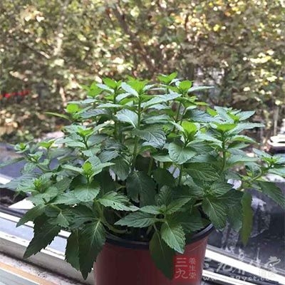 薄荷用来治头痛