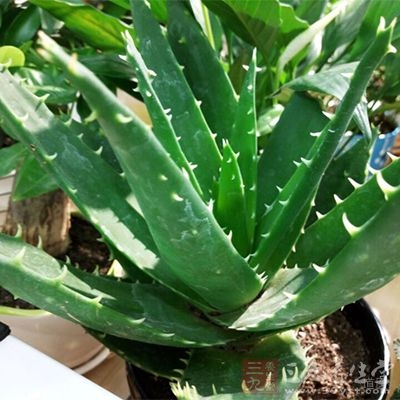 芦荟汁具有消炎作用