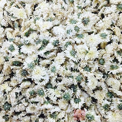 将菊花采摘去蒂