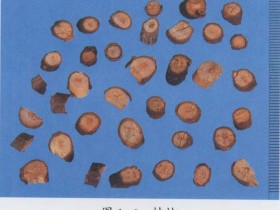 生脉散加味治疗阵发性心累心悸