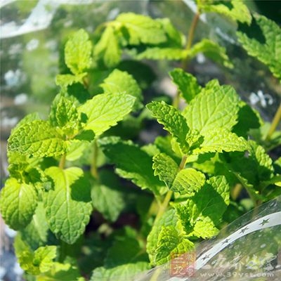 喝薄荷茶对防止打鼾的效果最好