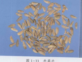 清燥救肺汤加味治疗慢性哮喘型支气管炎