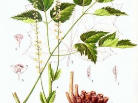 药物所致白细胞减少的中医辩证治疗医案