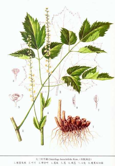 中药升麻的图片