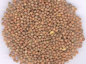 白芥子外敷秘方：白芥子贴膏治疗面瘫