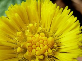 鼻塞怎么办速效办法，鼻塞不通气中医小偏方