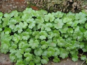 金钱草鸡内金治肾结石