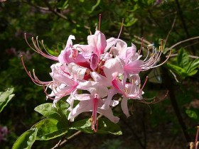 杜鹃花的功效与作用，杜鹃花的药用价值