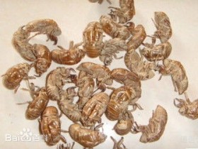 小儿夜哭怎么办？蝉蜕加炙甘草煎服治疗小孩夜哭