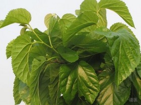 中医祛斑祛痘，美容保湿的方法大全