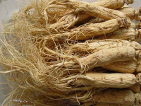 生晒参