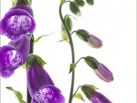 痔疮的中药治疗方法，痔疮的危害有哪些