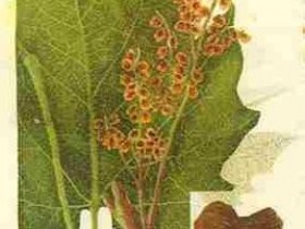 治疗痤疮的面膜配方，青春痘的食疗方法大全