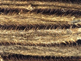 刺五加能长期服用吗，刺五加副作用有哪些