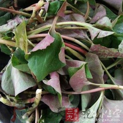 生梨200克，鱼腥草100克(鲜者250克)，冰糖适量