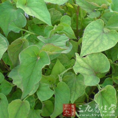 鱼腥草可治“热毒痈肿，痔疮脱肛”