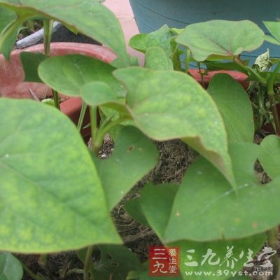 绿豆、大米各60克、鱼腥草40克、冰糖30克、紫苏叶20克