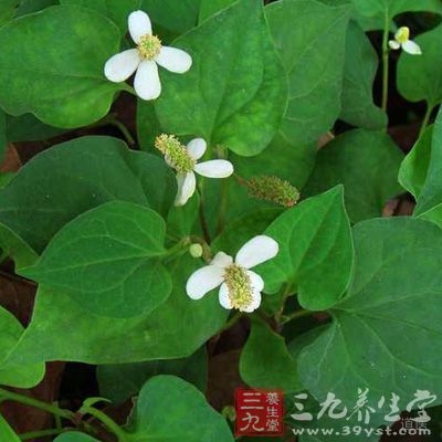 鱼腥草茶制作非常简单，只需将少许新鲜鱼腥草择去杂质