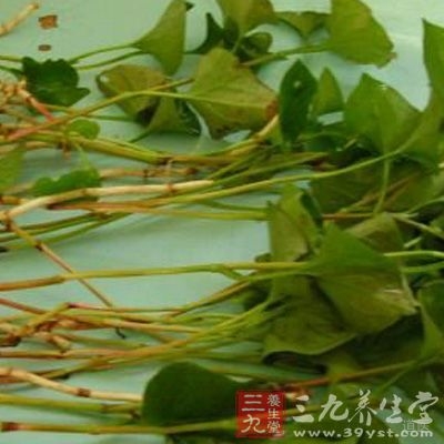 可与黄芩、贝母、桑白皮等清肺化痰止咳药同用