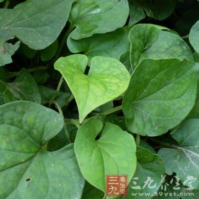 鱼腥草鲜汁对金黄色葡萄球菌有抑制作用