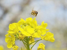 花粉的功效与作用及食用方法