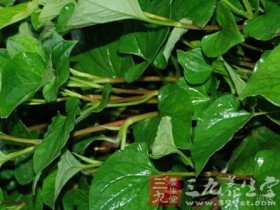 鱼腥草的功效与作用及食用方法