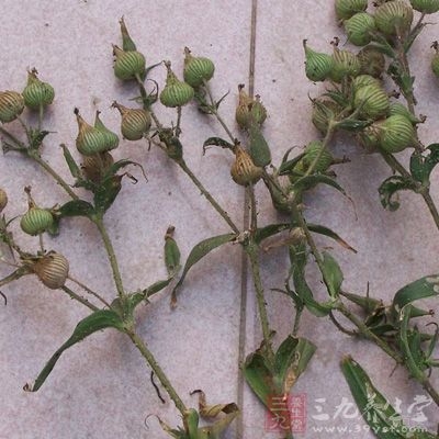 《本经》：味苦，平