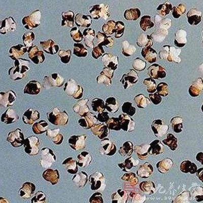 用王不留行连茎、叶阴干，煎成浓汁温服，很快见效