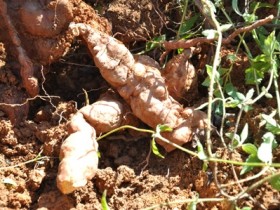 少年白头发吃什么好？治疗白发的食疗方法