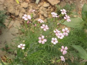王不留行的功效与作用及禁忌，王不留行的图片