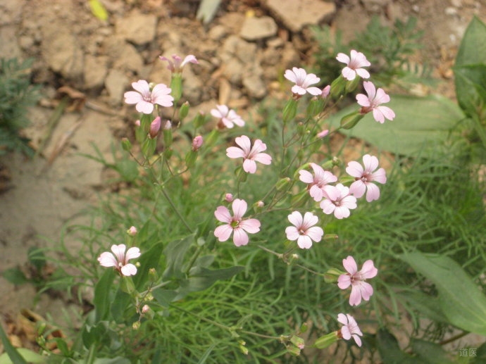 王不留行的图片