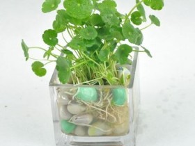 金钱草的功效与作用，金钱草的临床应用