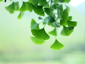 银杏叶片的功效与作用及副作用