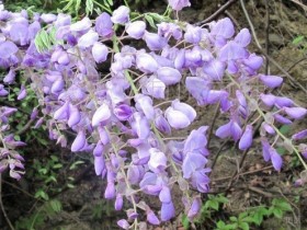 能防醉解酒的中药妙方，有效减少醉酒