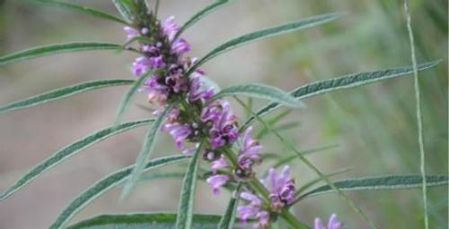 静脉炎的治疗偏方