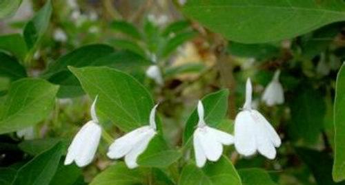 骨髓瘤的偏方 骨髓瘤的偏方